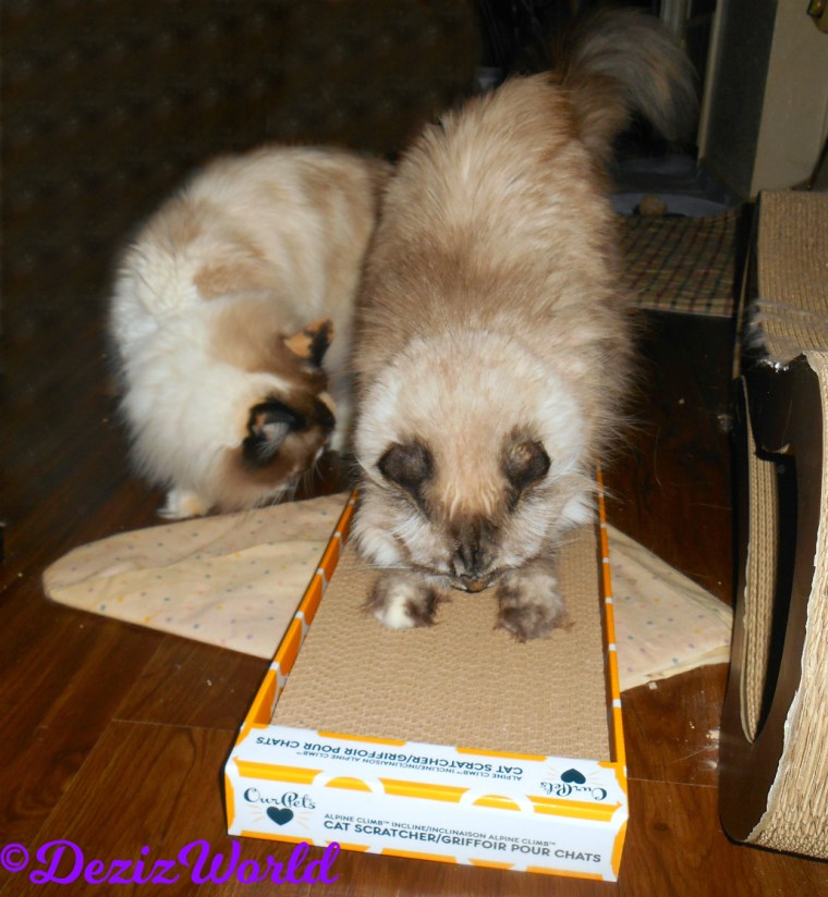 Dezi scratches ourpets scratcher while Raena sniffs the back