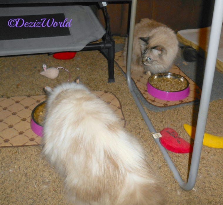 Dezi and Raena eat out of their new dishes