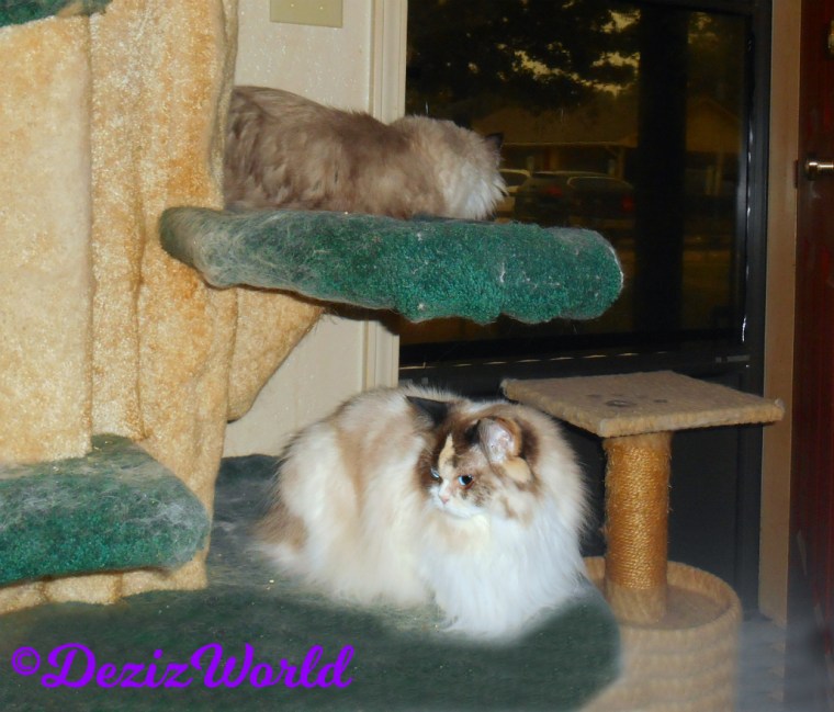 Dezi looks out door while laying on cat tree and Raena lays on tree below