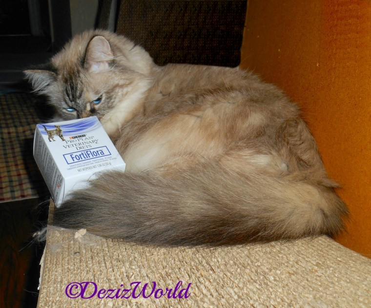 Dezi sniffs the box of Fortiflora