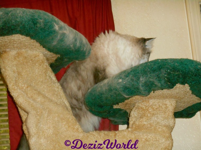 Dezi stands on cat tree looking out door