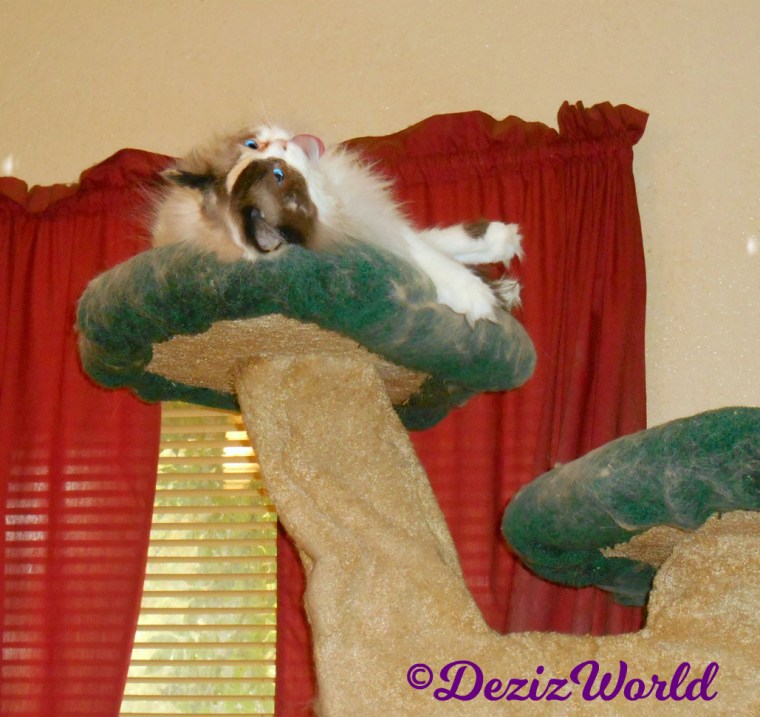 Raena bathes atop the liberty cat tree with her tongue out