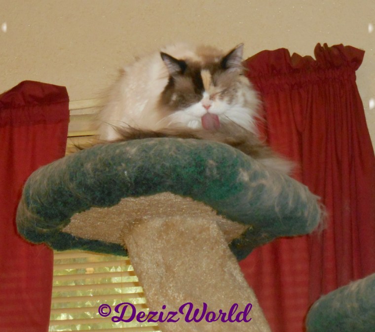 Raena bathes atop the cat tree