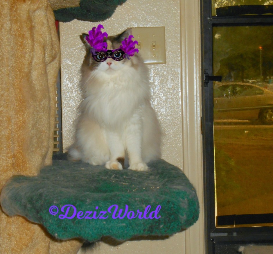Raena sits on cat tree with her carnival mask on