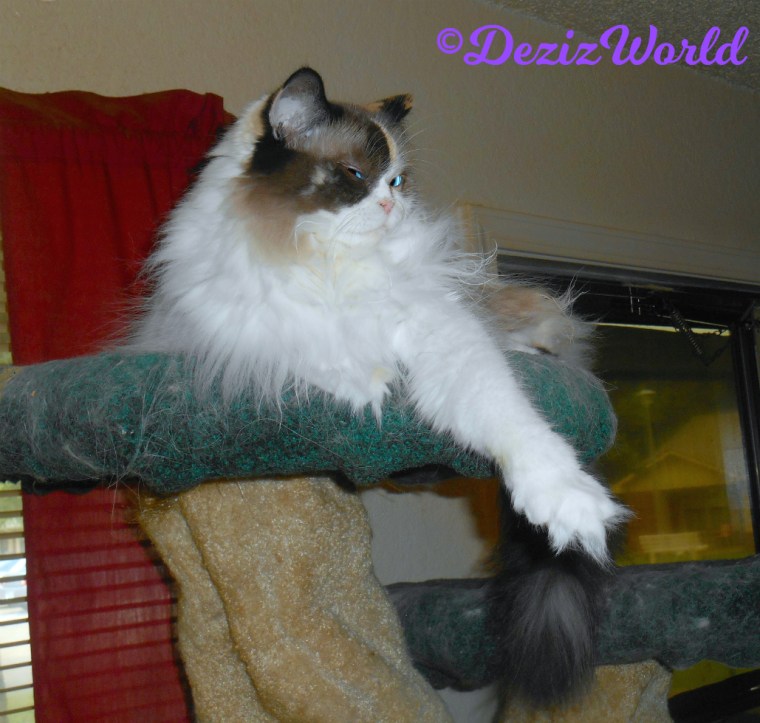 Raena lays atop cat tree with arm outstretched