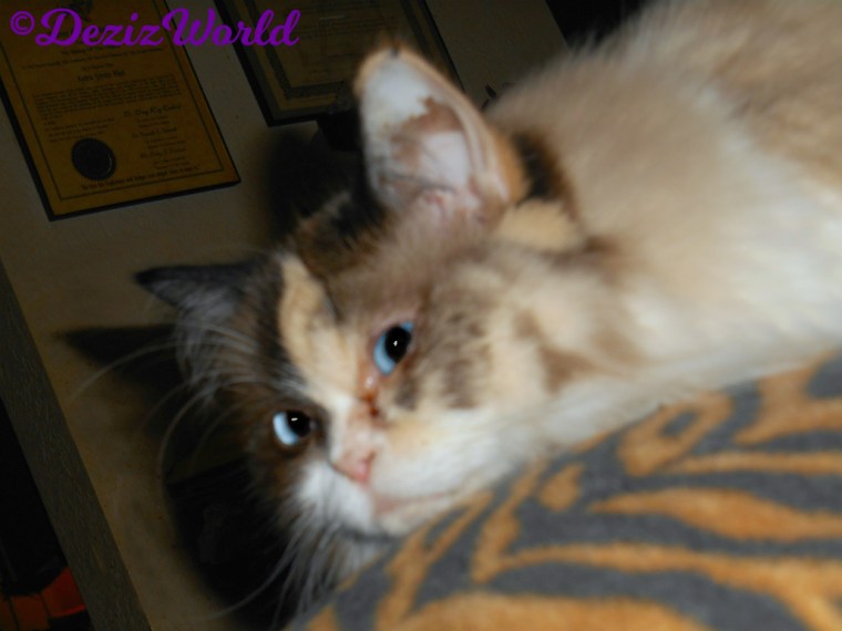 Raena lays on back of chair -selfie-