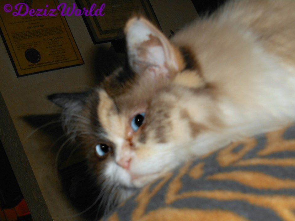 Raena lays on back of chair -selfie-