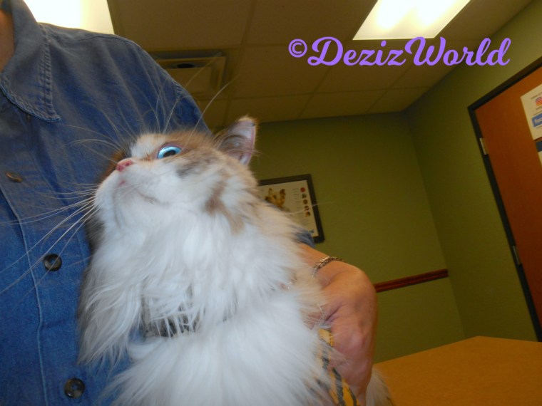 Raena looks up at mommy while snuggling close at the vet 