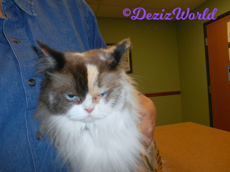 Raena looks down while snuggling with mommy at vet