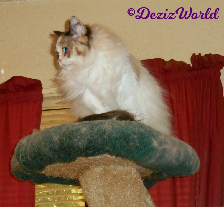 Raena's profile looking curiously atop the cat tree