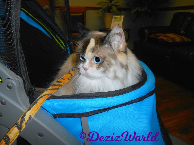 Raena sits in stroller at vet