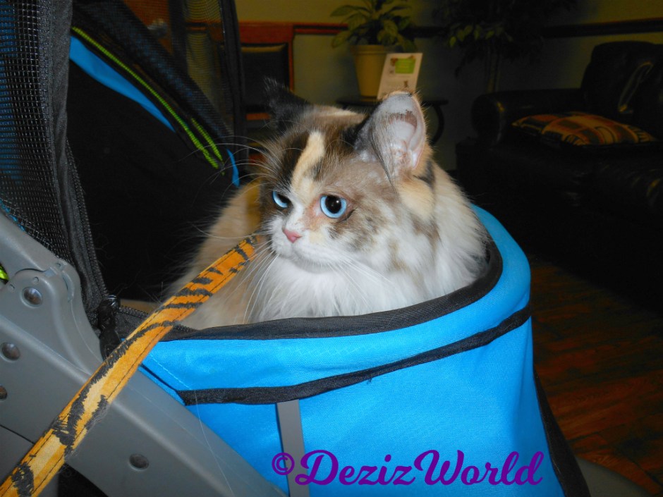 Raena sits in stroller at vet