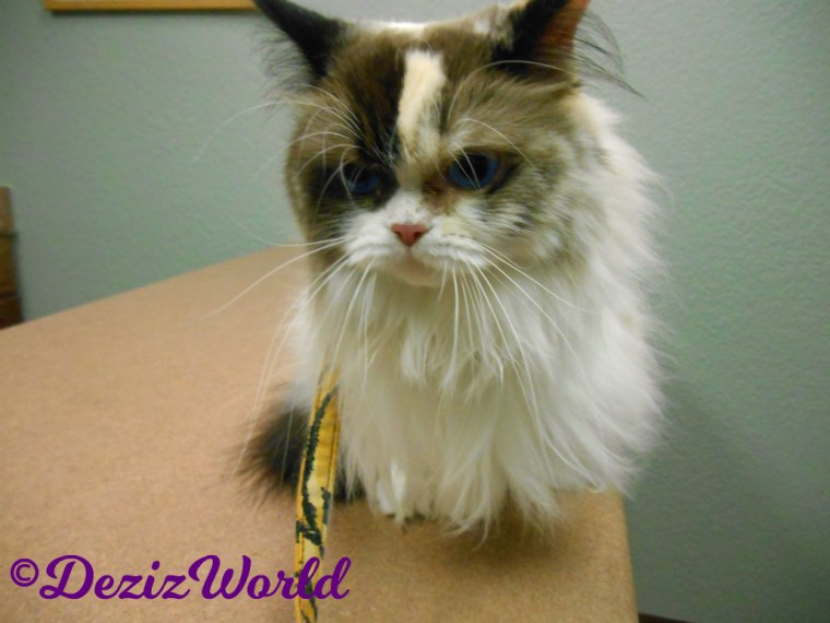 Raena sits on table at vet-blooper