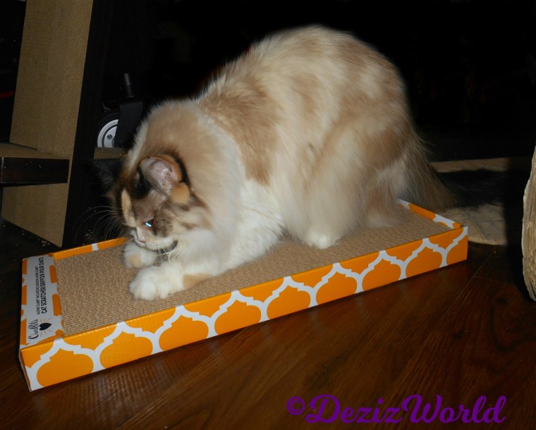 Raena scratches ourpets cat scratcher