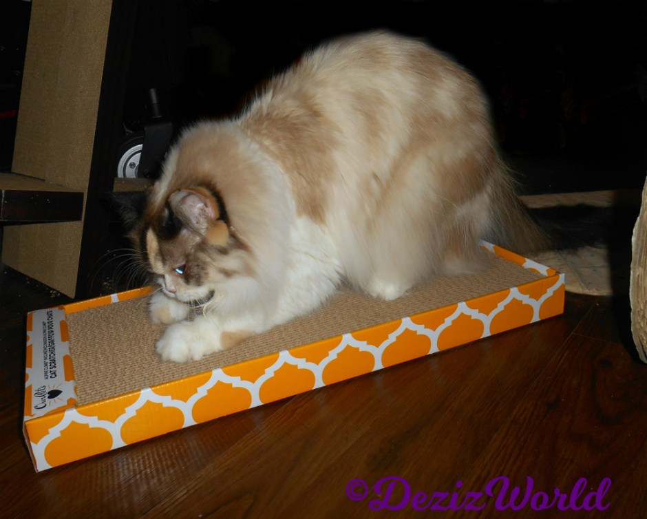 Raena scratches ourpets cat scratcher