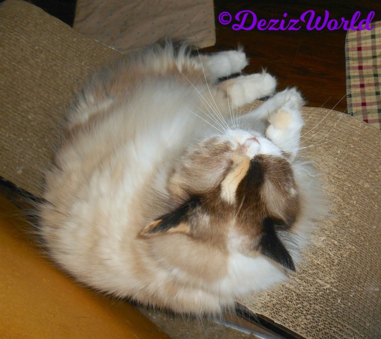 Raena wipes her eye while laying on the cat scratcher