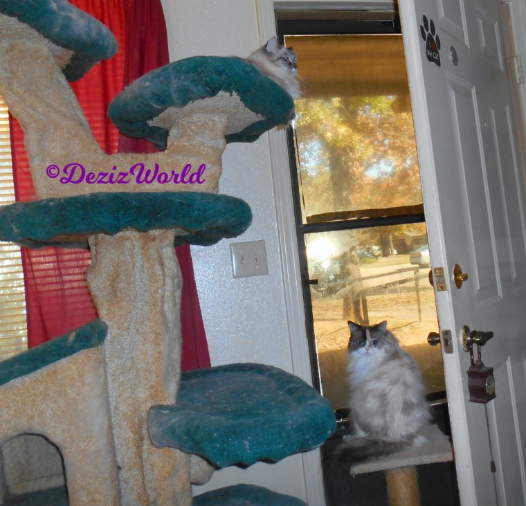 Dezi lays atop the cat tree and Raena sits on small perch in front of door