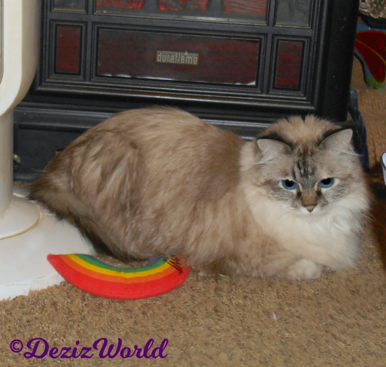 Dezi lays on floor in front of fireplace