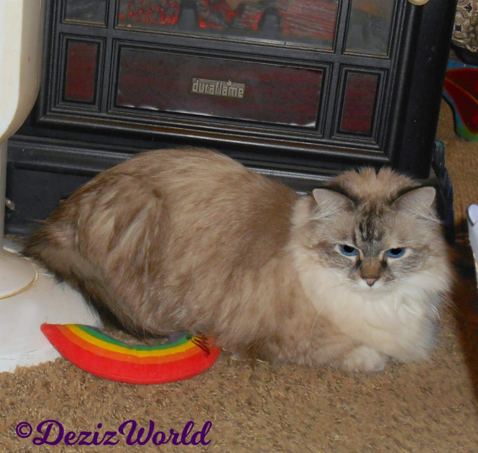 Dezi lays in front of fireplace on floor