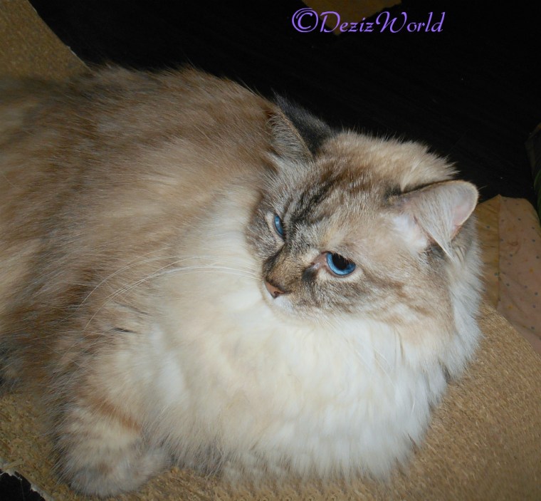 Dezi selfie, laying on scratcher