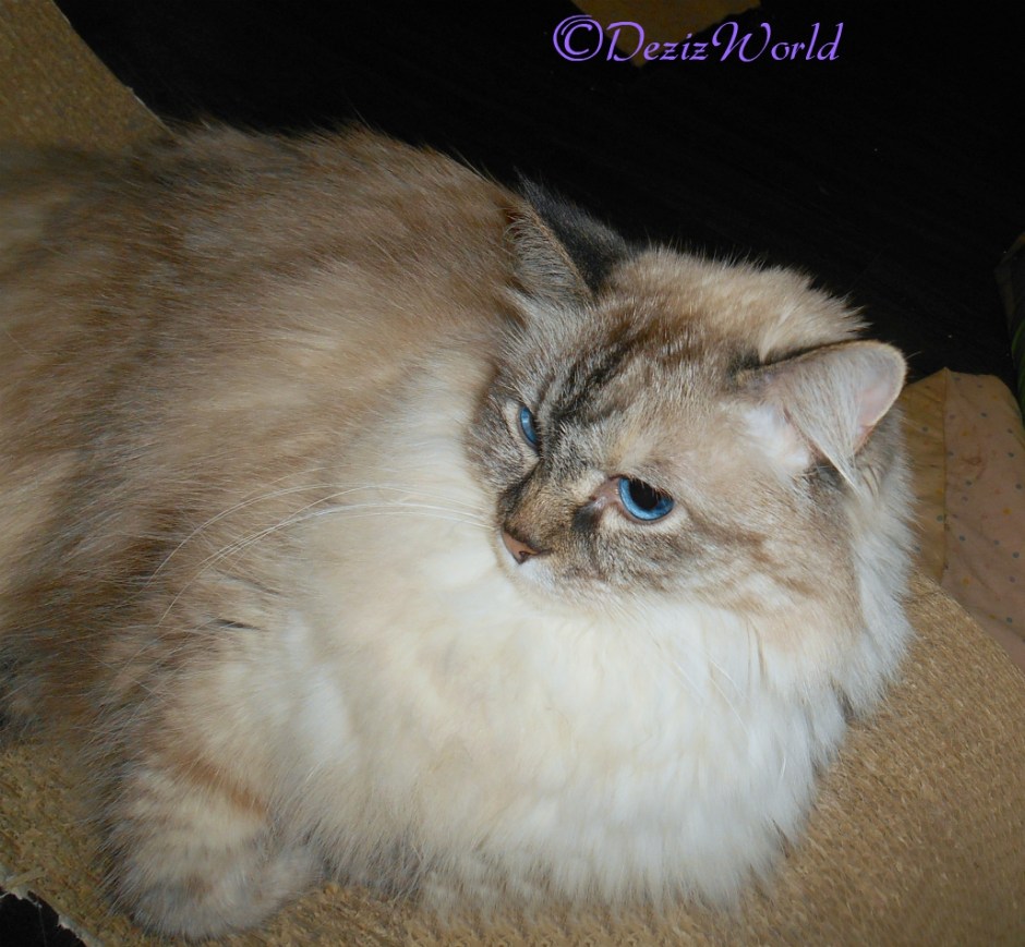 Dezi selfie, laying on scratcher