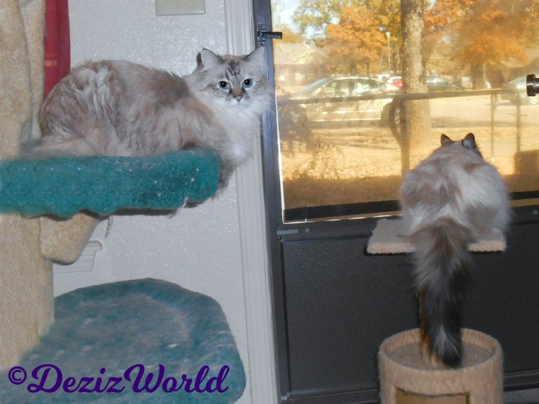 Dezi lays on cat tree looking back while raena lays on perch looking out door