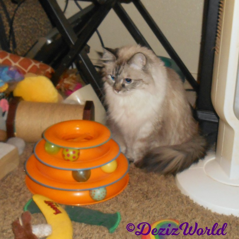 Dezi sits in front of track toy