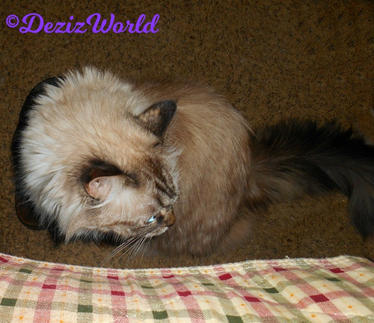 Dezi sits on floor in front of chair