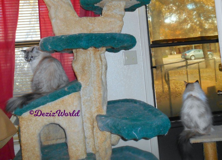 Dezi sits on cat tree house and Raena sits on small perch looking out door