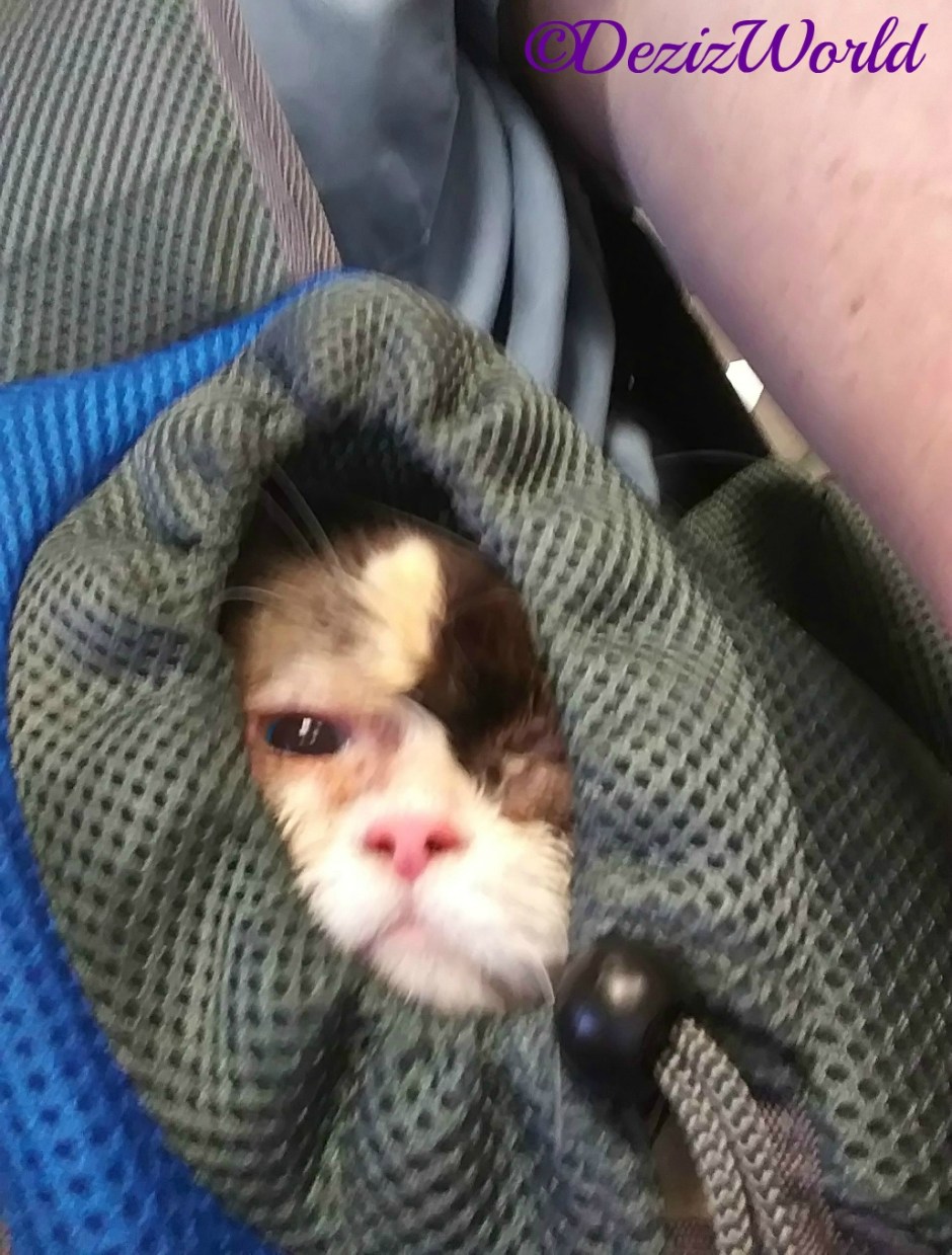 Raena peeks out of sling carrier after eye surgery