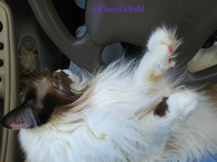 Raena lays in lap in car after surgery