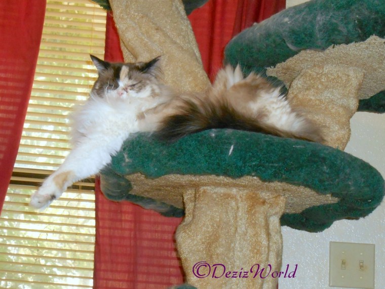 Raena lays on cat tree after surgery