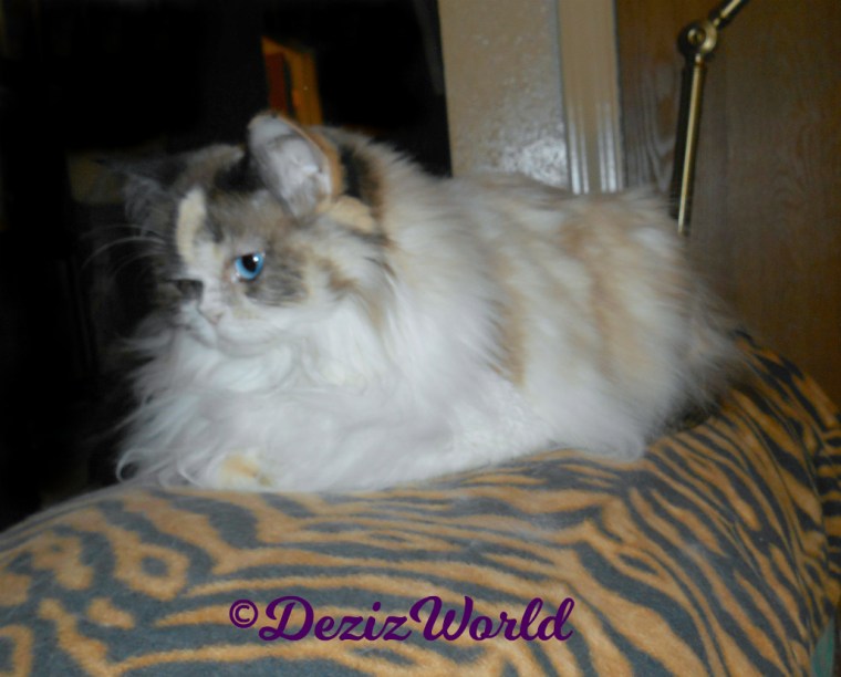 Raena lays on the back of the chair post surgery