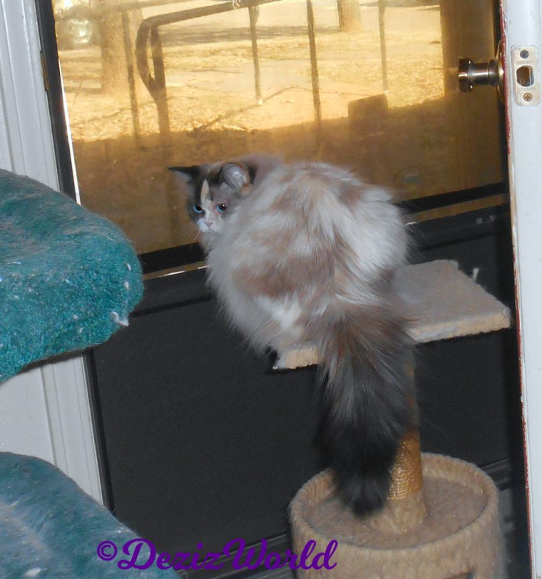 Raena lays on perch in front of door looking back