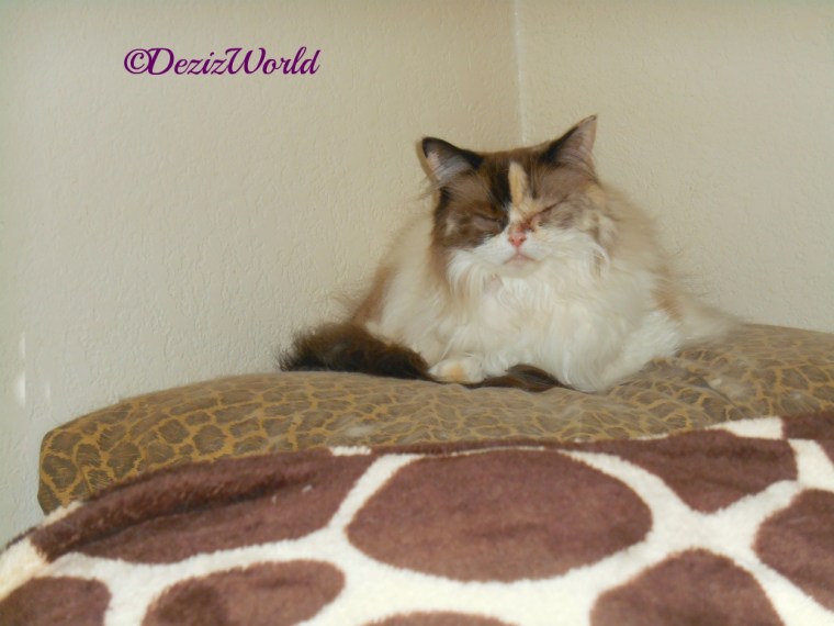Raena lays on pillows behind bed after surgery
