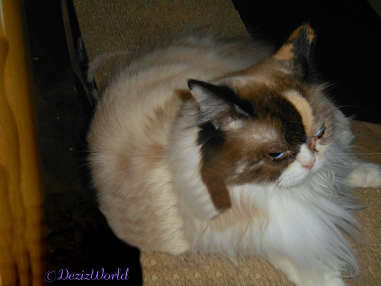 Raena selfie, laying on cat scratcher