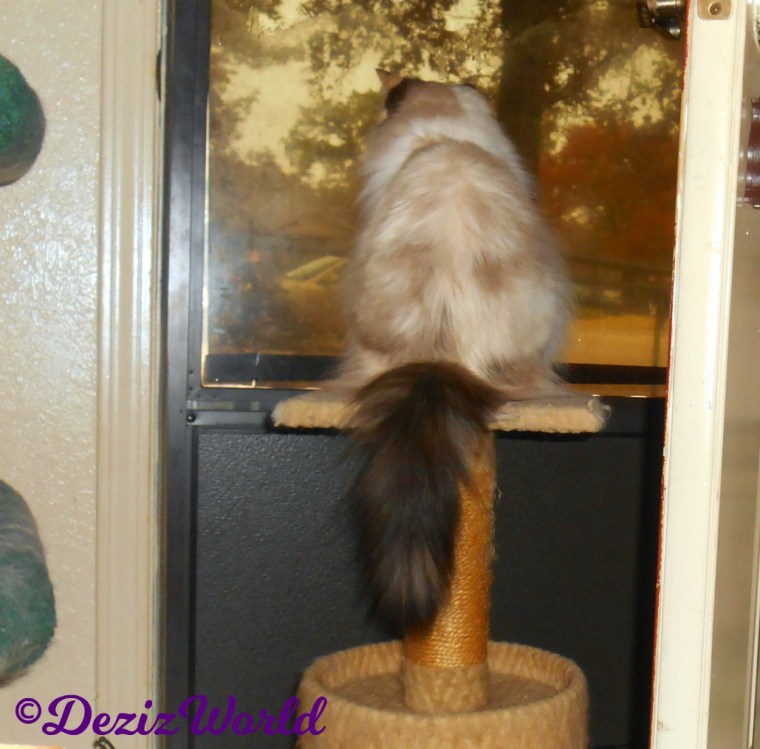 Raena looks out door from small perch