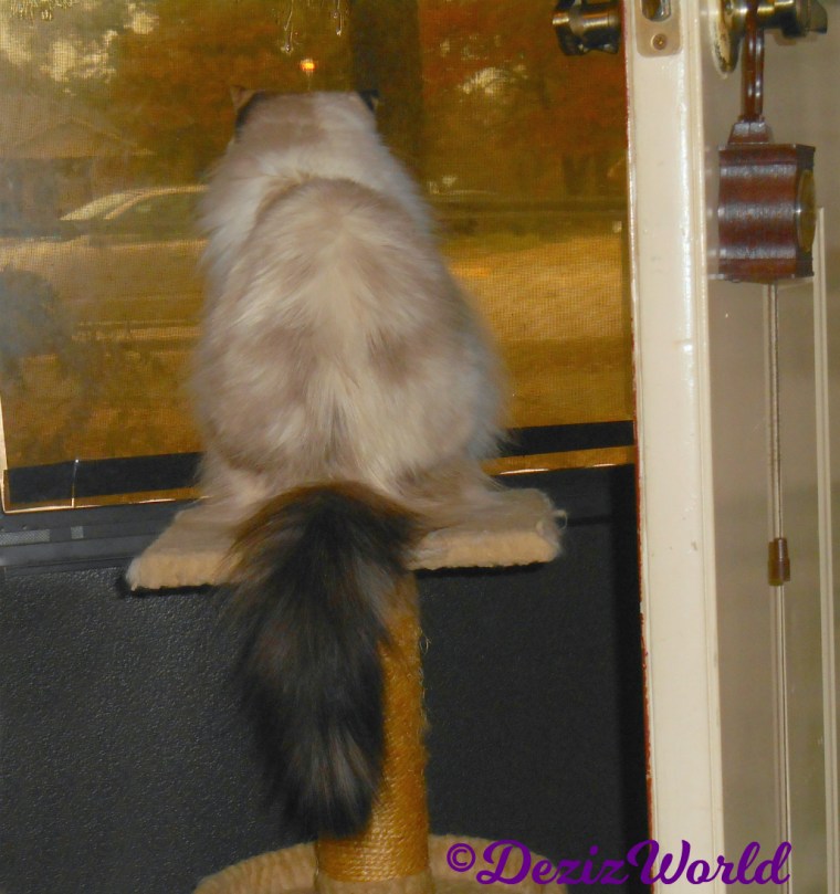 Raena looks out door from small perch