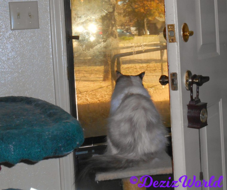 Raena looks out door from small perch