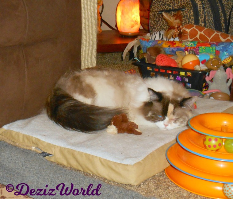 Raena sleeps on the heated cat mat