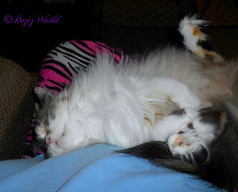 Raena sleeps tummy up in mommy's lap