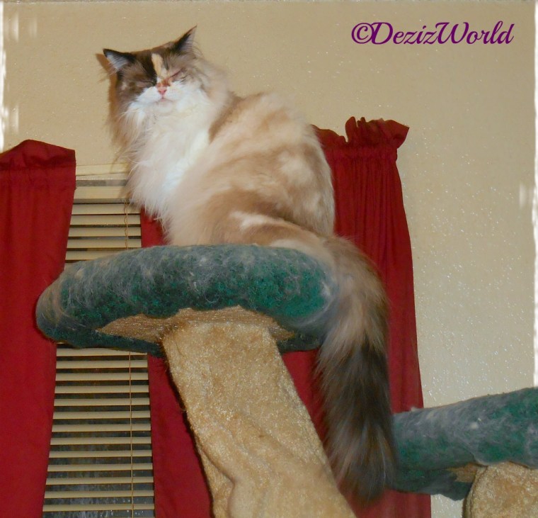 Raena sits atop cat tree after surgery