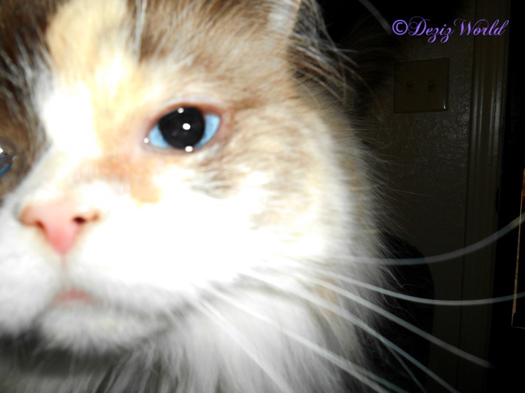 Close up of Raena's white eye post surgery