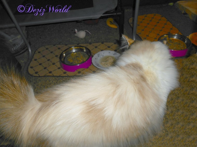 Raena looks at dinner and Miko cat food 