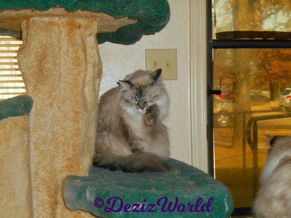 Dezi bathes while sitting on cat tree and Raena looks out door from perch