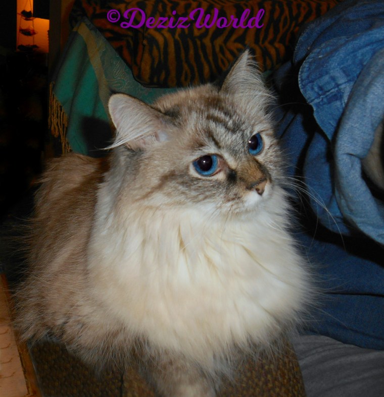 Dezi lays on chair arm by mommy A