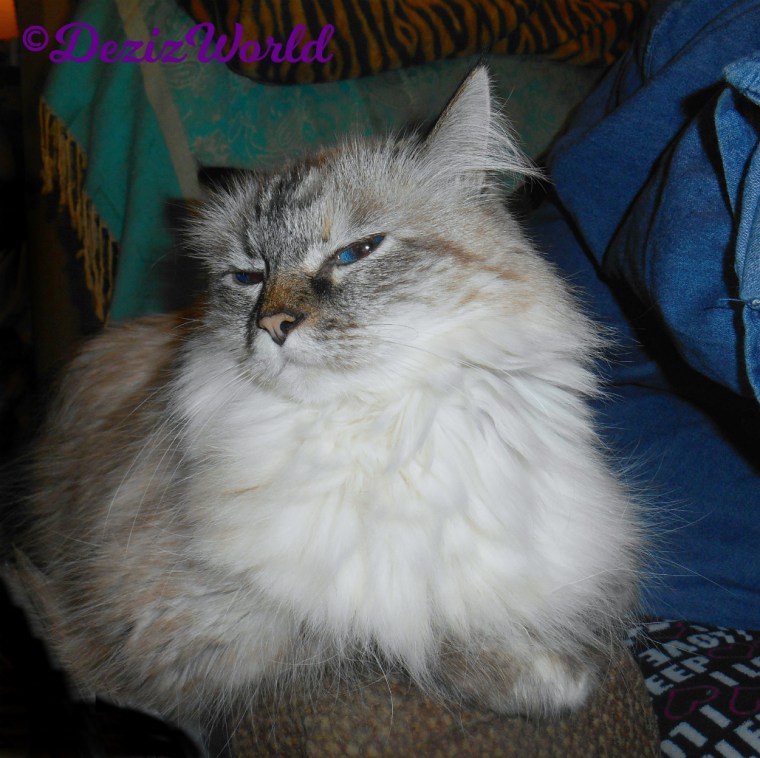 Dezi lays on arm of chair squinting