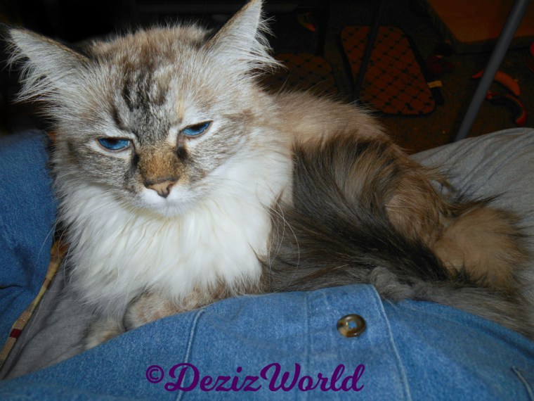 Dezi lays on mommy's lap, selfie