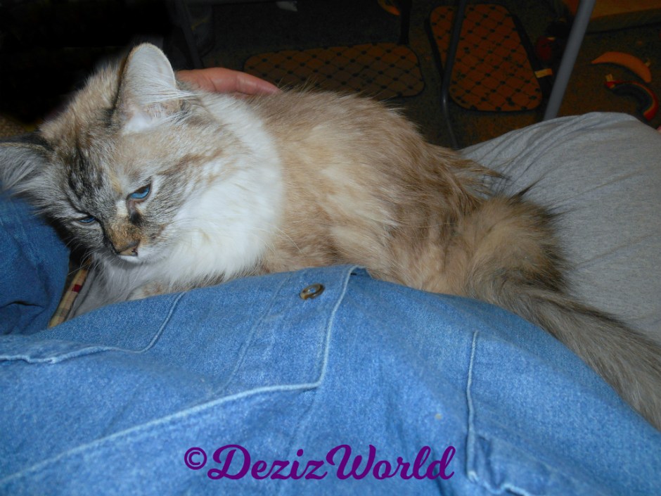 Dezi cuddles on mommy's lap