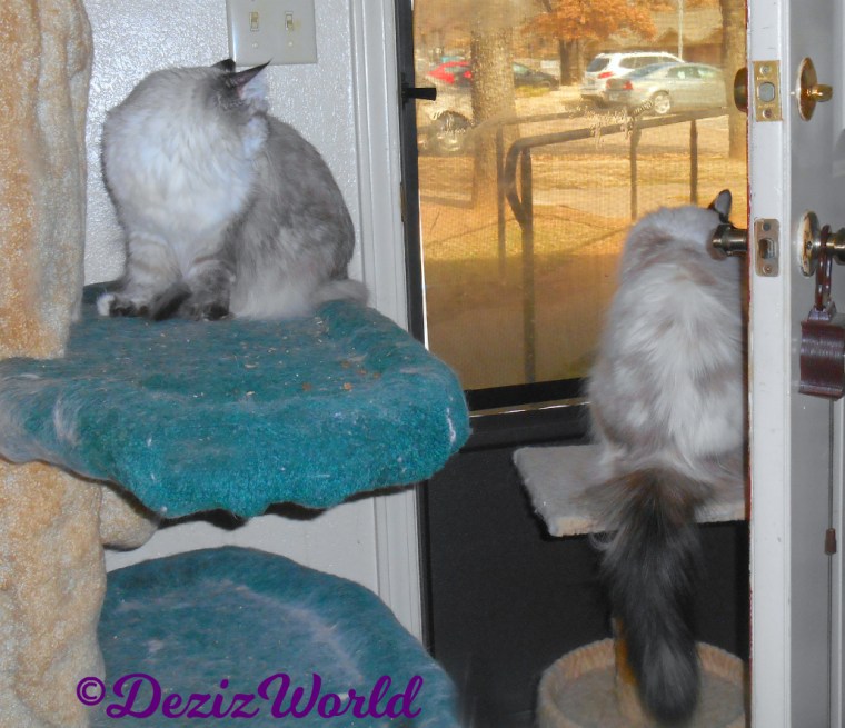 Dezi sits on cat tree and Raena on perch looking out door